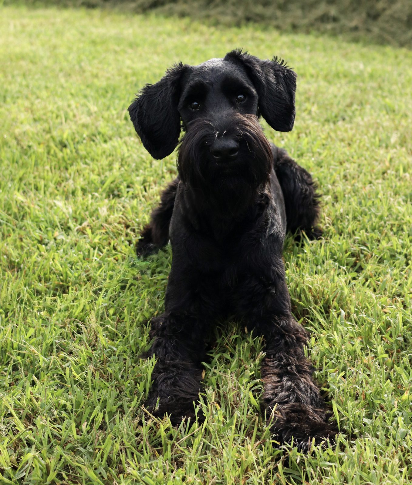 A shaggy black puppy sitting upright on green grass