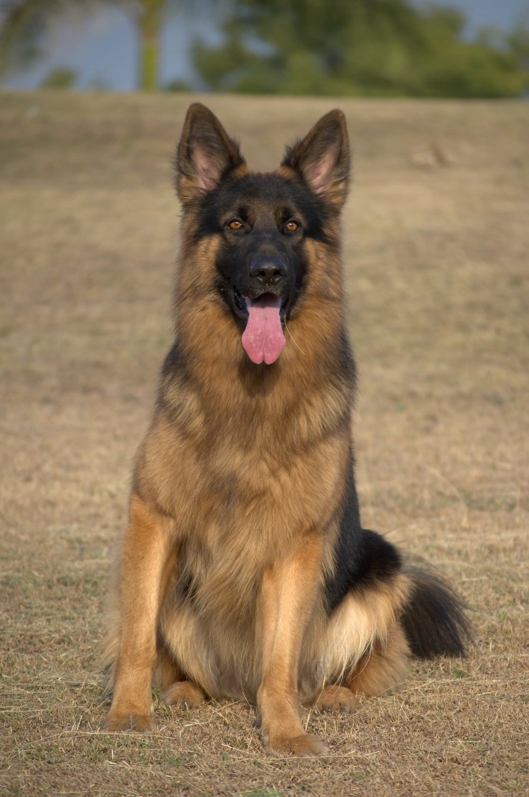 German Shepherd sitting upright on dry grass, tongue out, facing the camera