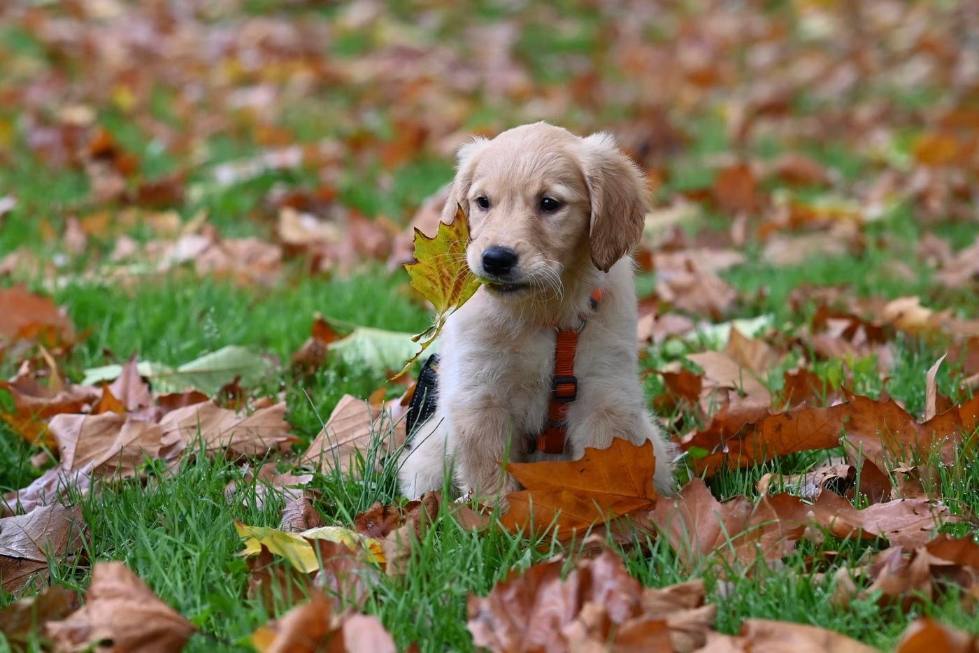 Golden retriever puppy in an orange harness sitting in autumn leaves with a maple leaf at its mouth