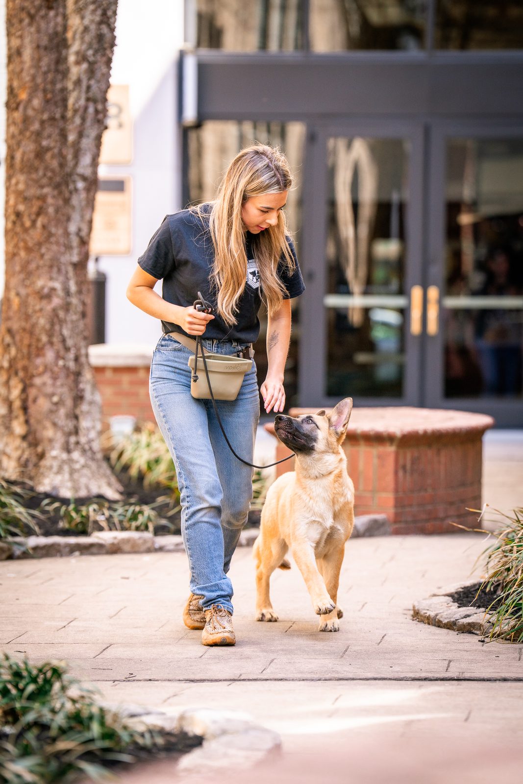 A woman working a young Malinois on leash across a brick plaza