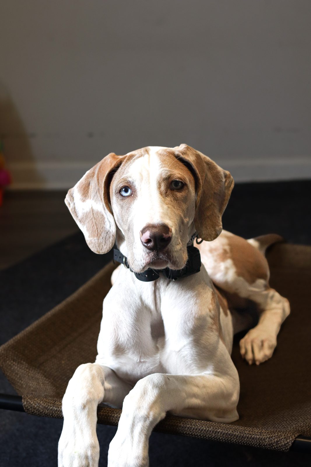 Liver and white puppy with pale eyes lies on a raised cot bed looking at the camera