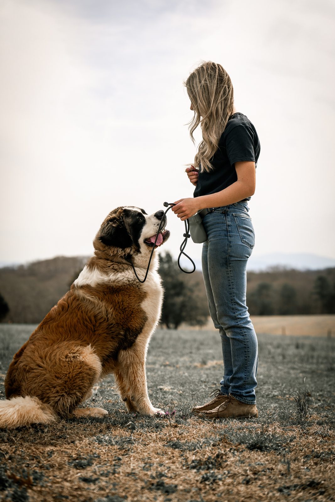 A trainer feeds a treat to a sitting Saint Bernard in a field