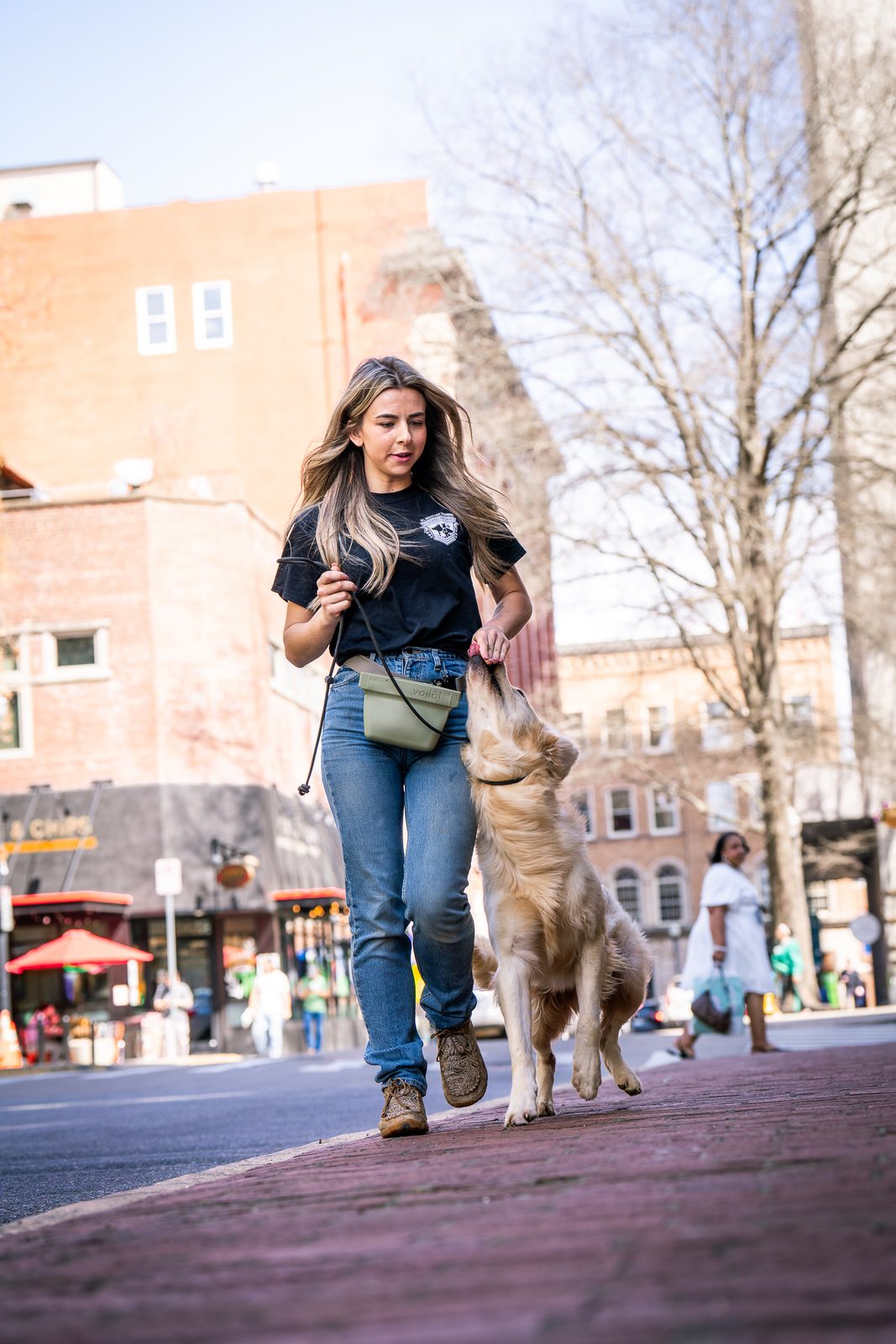 A tan young dog on leash on a brick downtown street